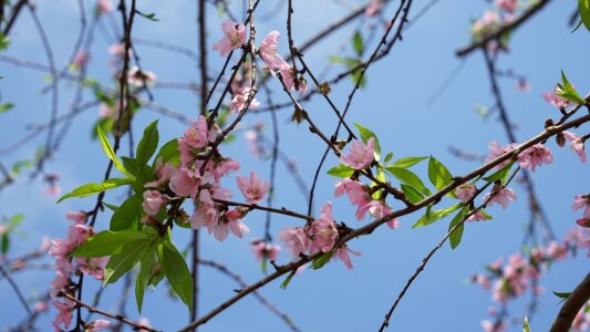 Flower nature spring