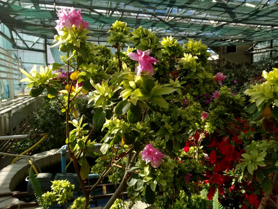 Rhododendron cv. Kiev Grishko 21