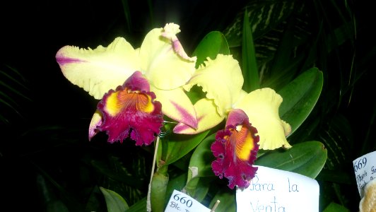 Picture Orchidaceae Collection 27