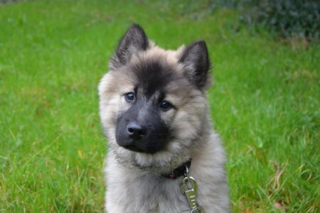 Domestic animal eurasier fawn charbonner