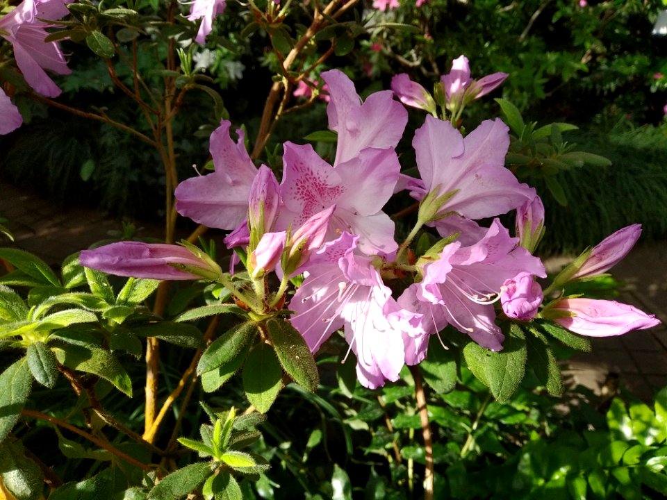 Rhododendron cv. Kiev Grishko 17