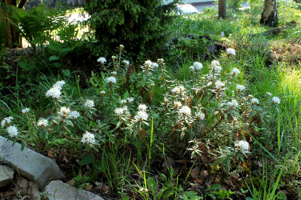 Rhododendron tomentosum 1232