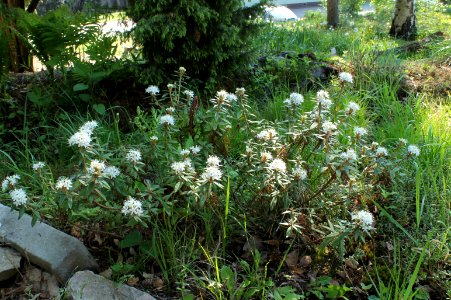 Rhododendron tomentosum 1232 photo