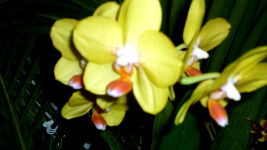 Picture Orchidaceae Collection III 02