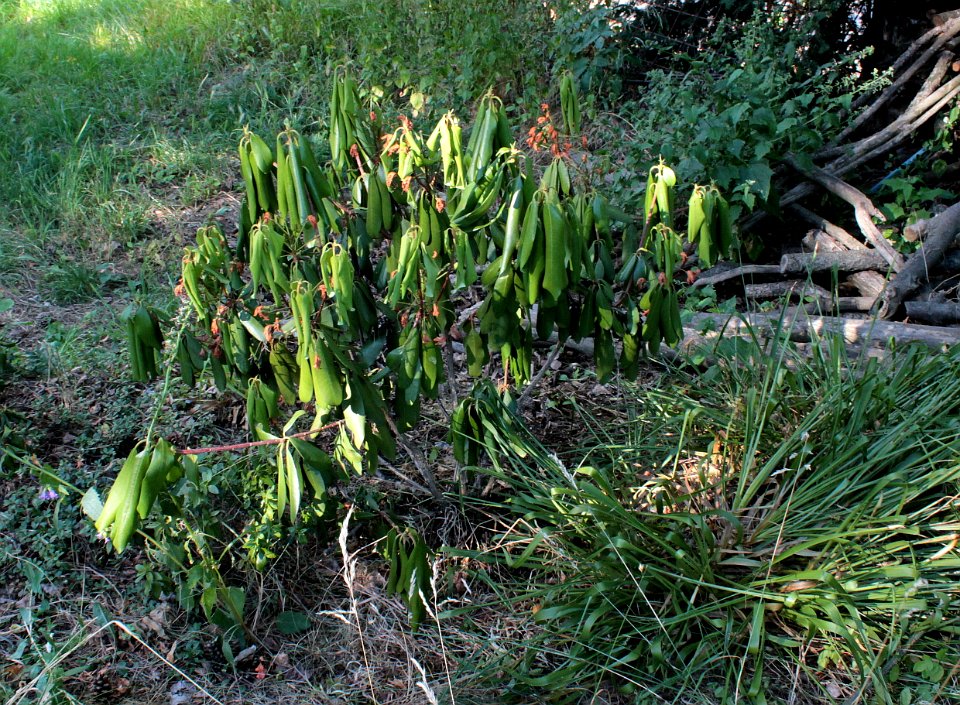 Rhododendron teplo a sucho