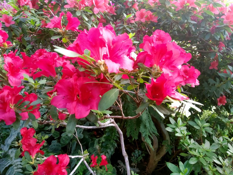 Rhododendron cv. Kiev Grishko 02