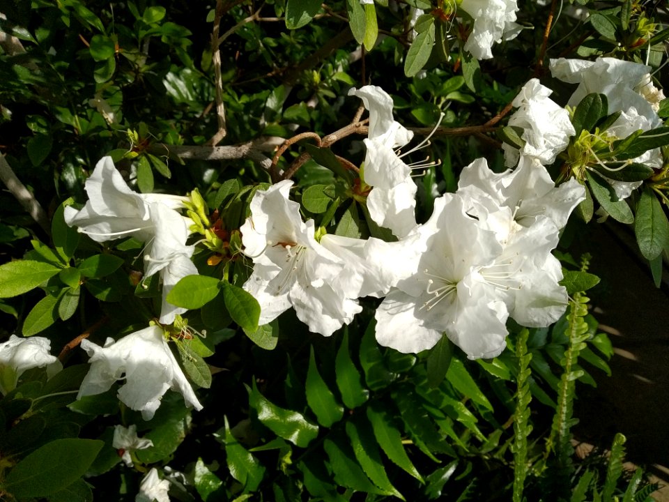 Rhododendron cv. Kiev Grishko 14