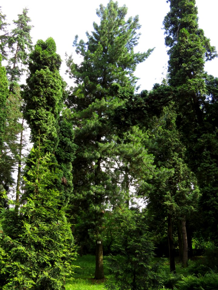 Pinus strobus Syrets1