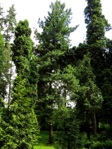 Pinus strobus Syrets1