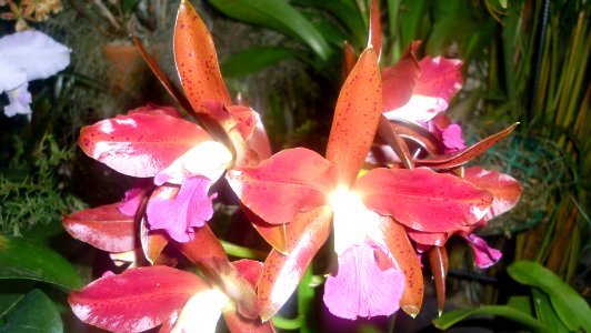 Picture Orchidaceae Collection 14