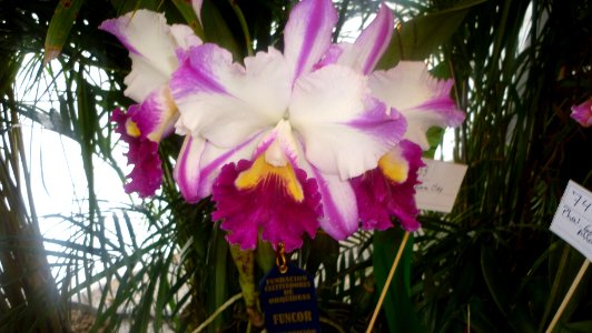 Picture Orchidaceae Collection II 29