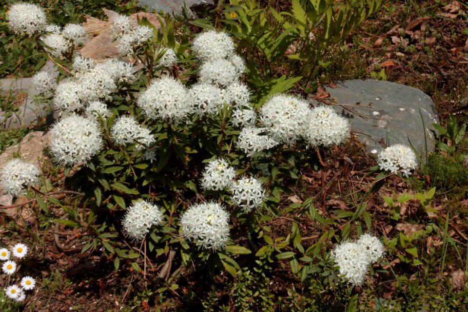 Rhododendron tomentosum 031