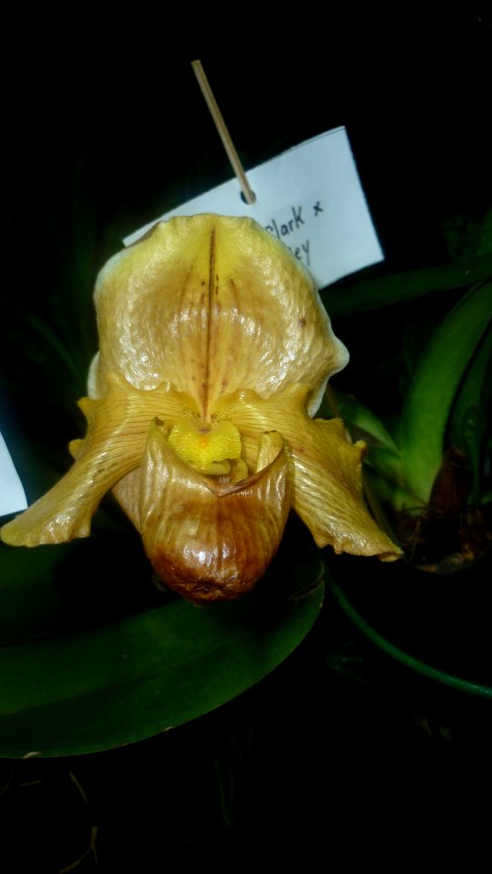 Picture Orchidaceae Collection 26