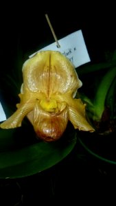 Picture Orchidaceae Collection 26
