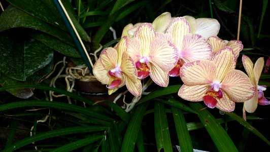 Picture Orchidaceae Collection III 37