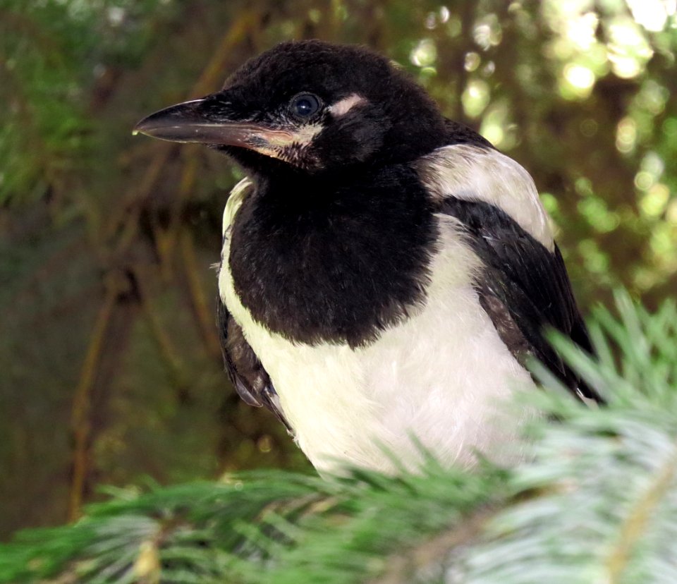 Pica pica fledgling2