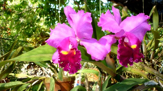 Picture Orchidaceae Collection II 17