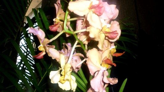 Picture Orchidaceae Collection II 48