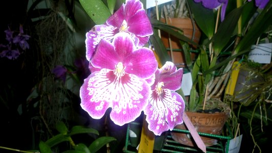 Picture Orchidaceae Collection 44