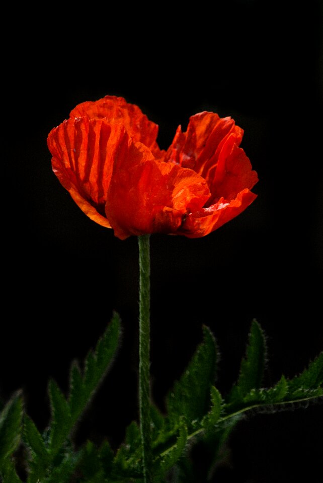 Day flower bloom