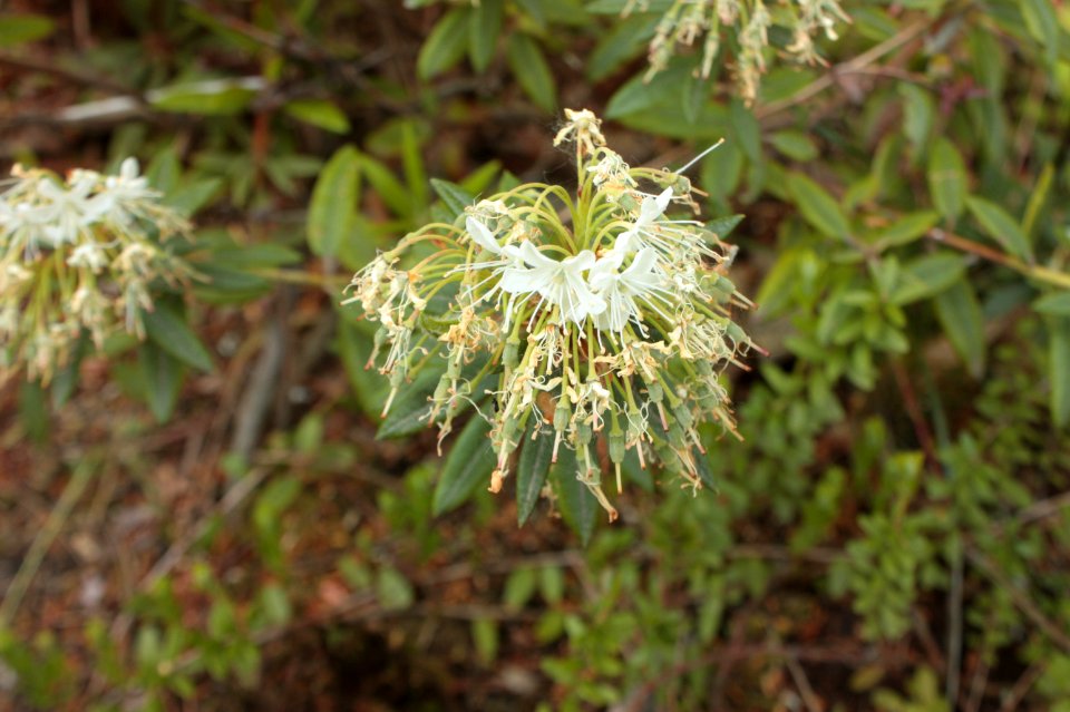 Rhododendron tomentosum 082
