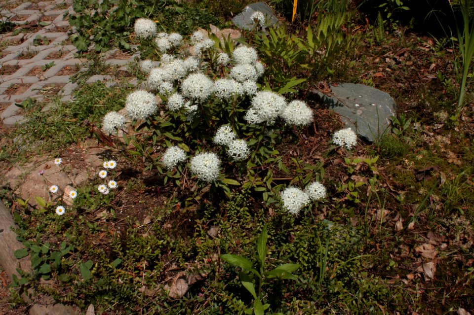 Rhododendron tomentosum 034