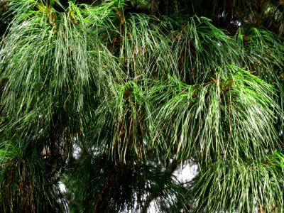 Pinus strobus Syrets2