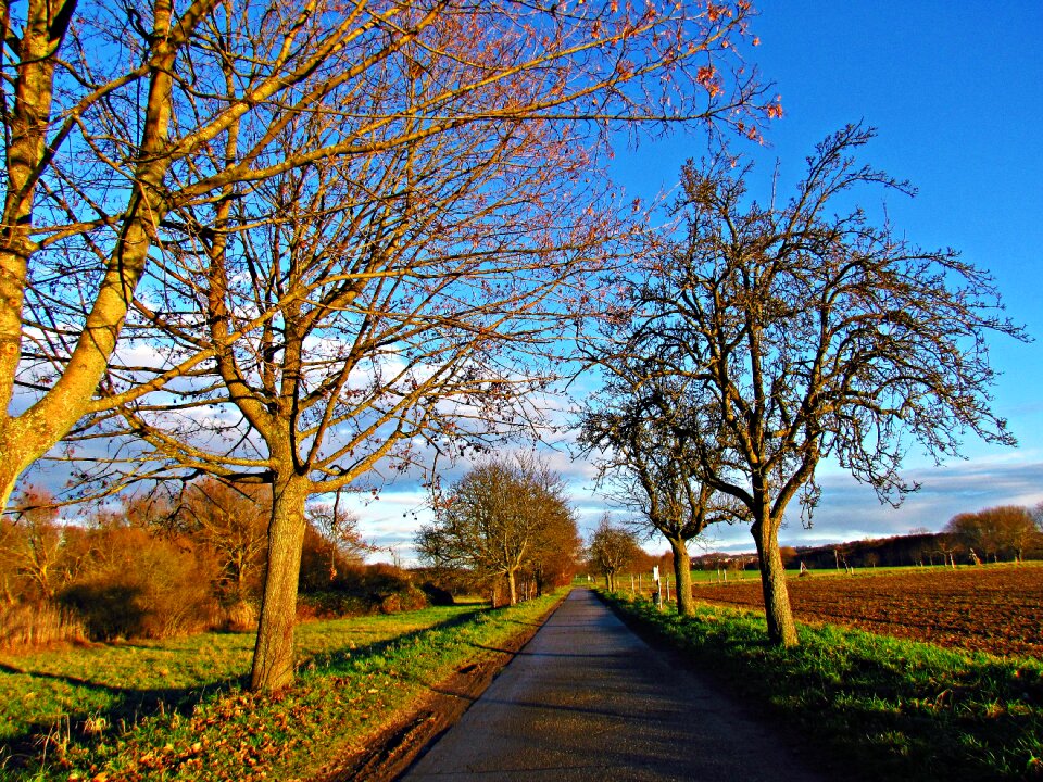 Lane nature spring