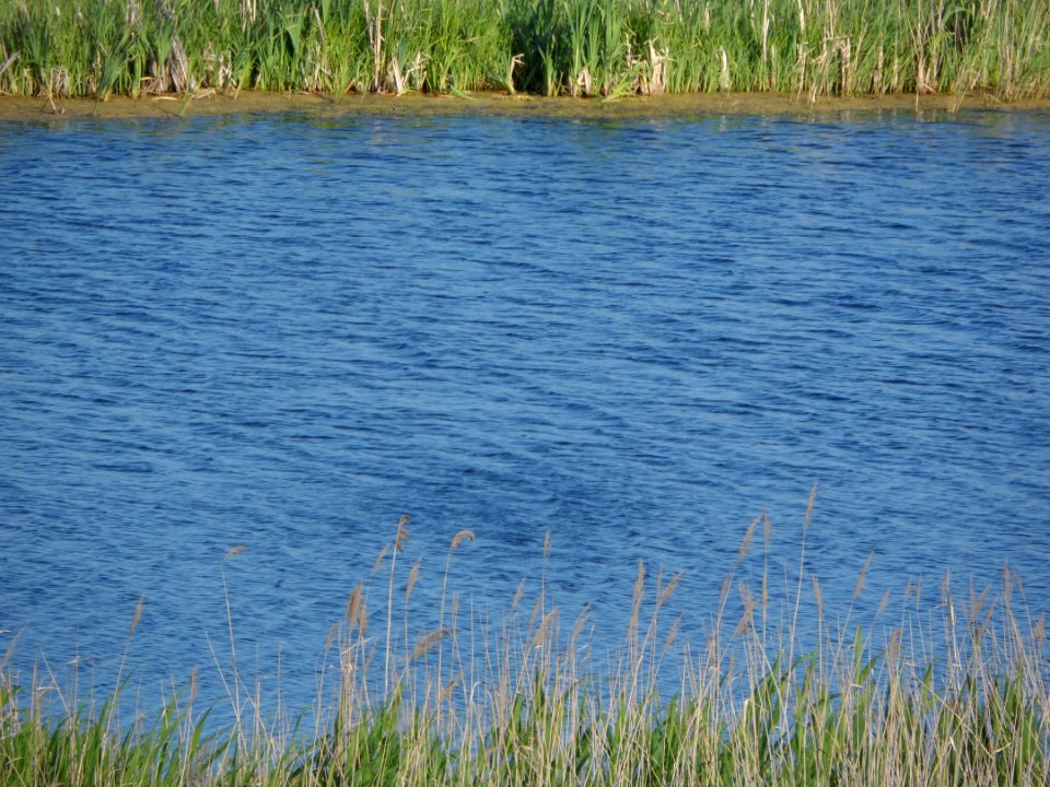 Ripples on the water 01 photo