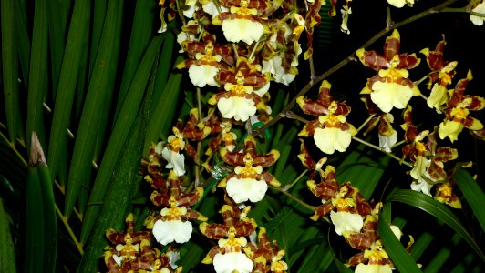 Picture Orchidaceae Collection III 01