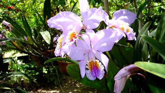Picture Orchidaceae Collection IV 06
