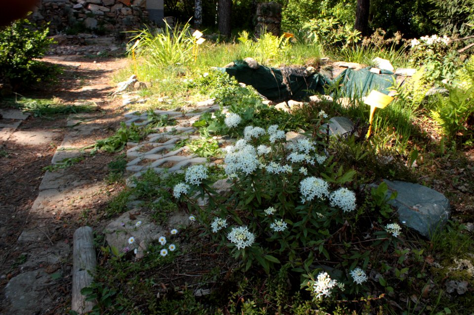 Rhododendron tomentosum 144