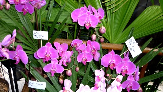 Picture Orchidaceae Collection III 44