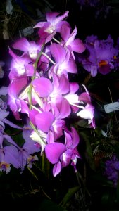 Picture Orchidaceae Collection 43