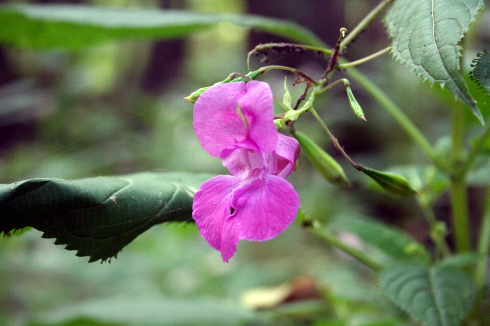Blossom bloom wild flower