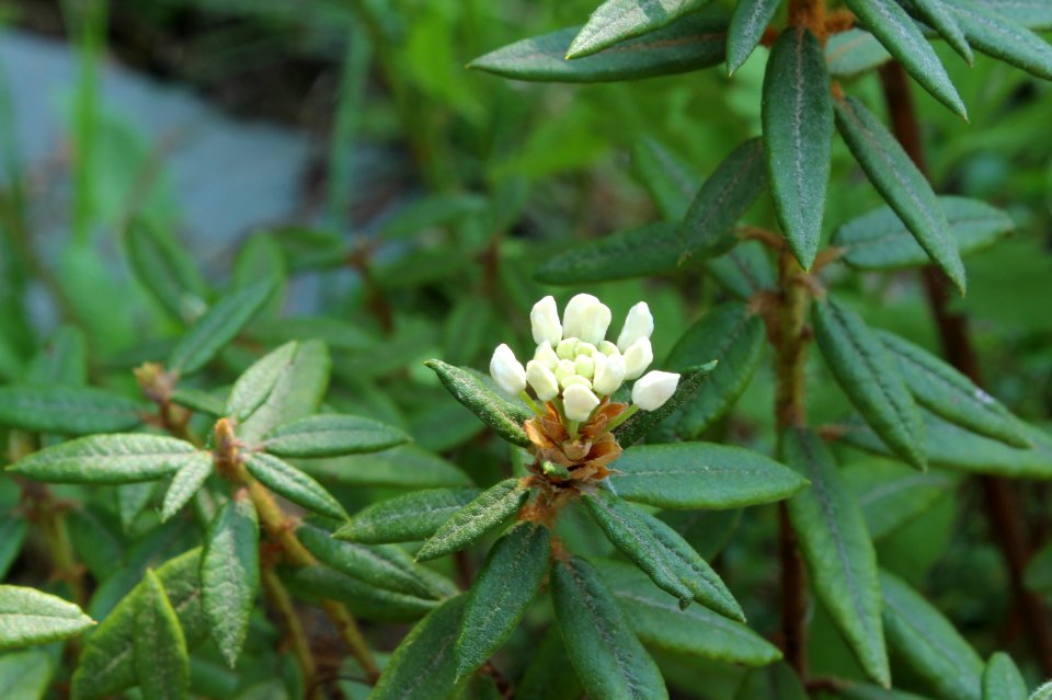Rhododendron tomentosum 1239