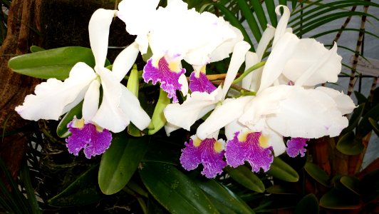 Picture Orchidaceae Collection II 07