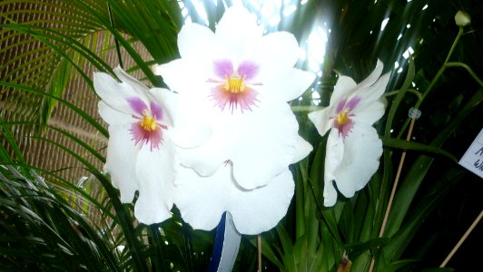 Picture Orchidaceae Collection II 36