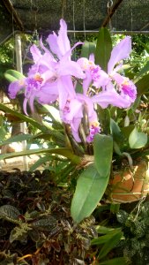 Picture Orchidaceae Collection II 21