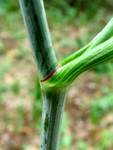 Peucedanum oreoselinum Kiev3