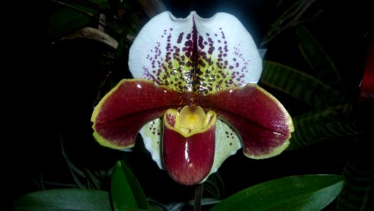 Picture Orchidaceae Collection 37