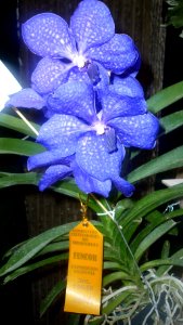 Picture Orchidaceae Collection II 34