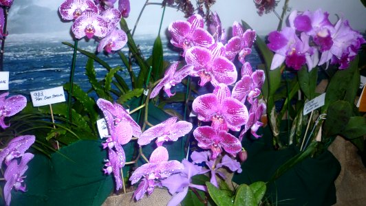Picture Orchidaceae Collection II 38