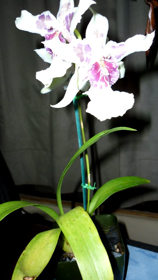 Picture Orchidaceae Collection III 14