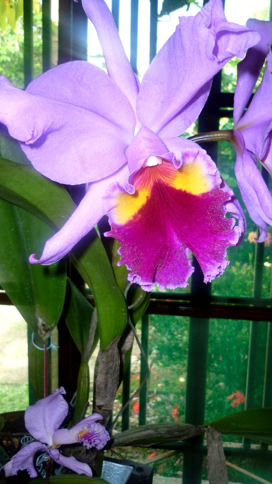 Picture Orchidaceae Collection 17