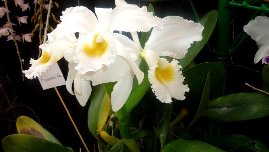 Picture Orchidaceae Collection II 27