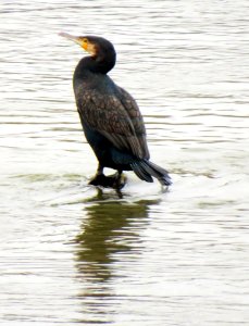 Phalacrocorax carbo Warszawa 02