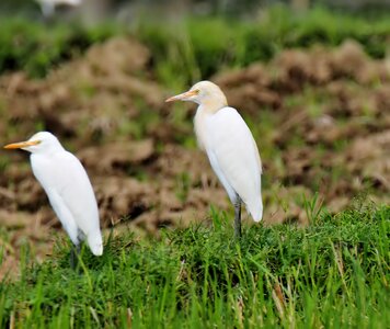 Egret water animal