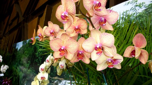 Picture Orchidaceae Collection III 38