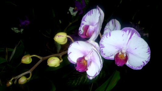 Picture Orchidaceae Collection 28